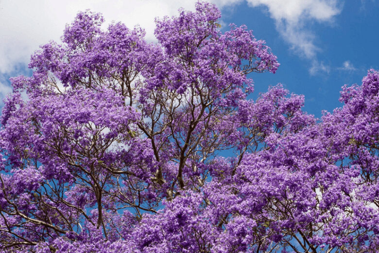 世界三大花木 ジャカランダ カリフォルニアに初夏をつげる花 Liberty